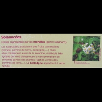 Famille Solanacees ou Solanaceae (txt)